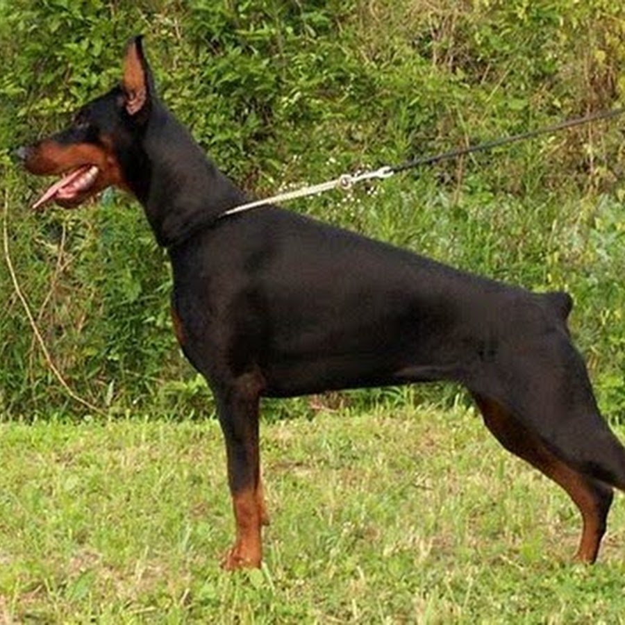 Австралийская овчарка Блю Мерль