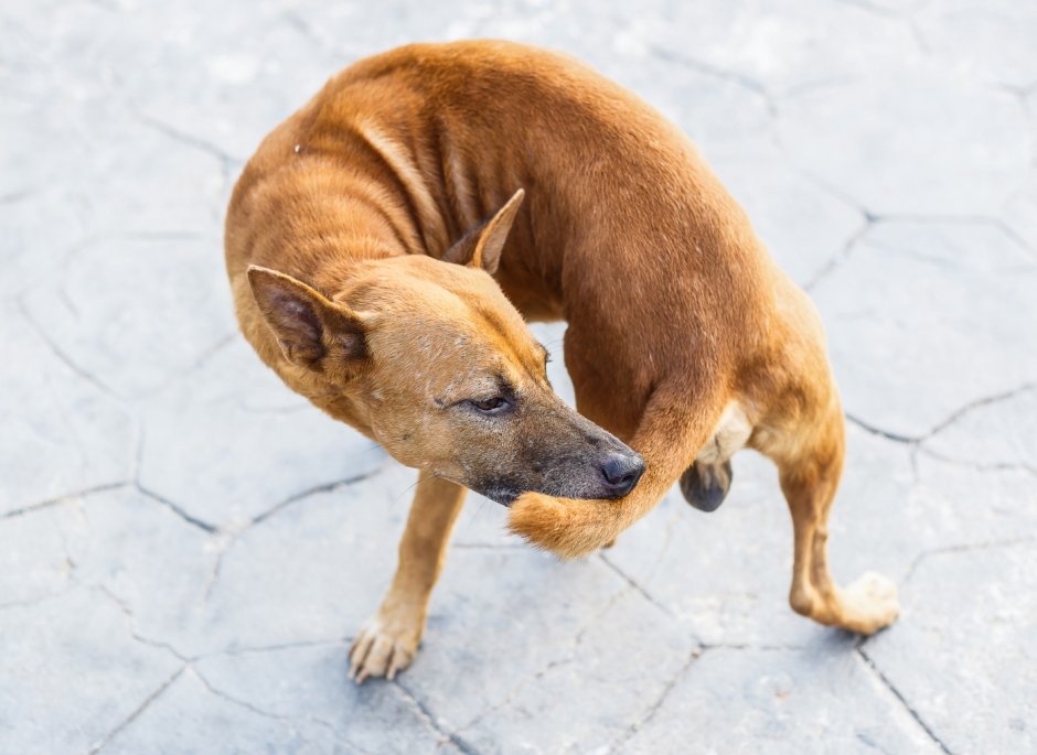 Вельш корги пемброк Триколор