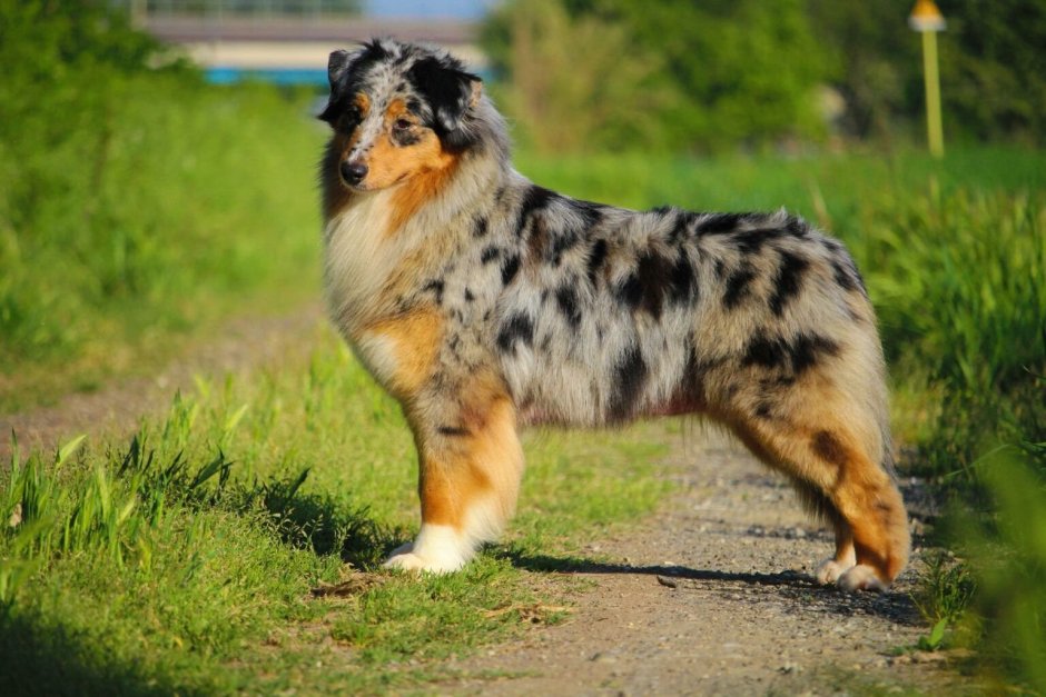 Сиба ину сбоку