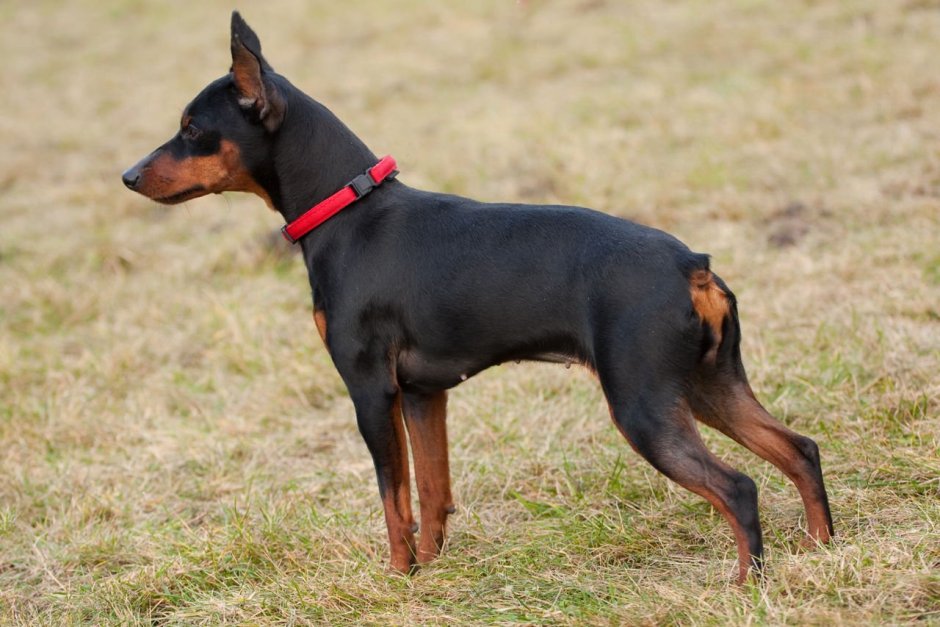Доберман-пинчер карликовый