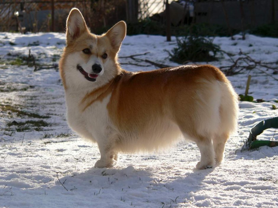 Энтлебухер зенненхунд