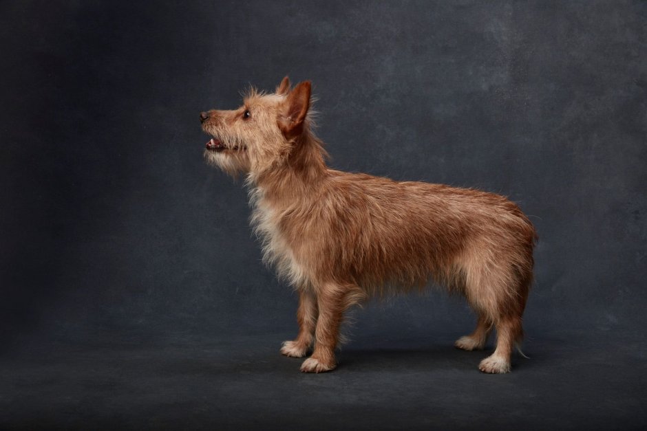 Вельш корги пемброк