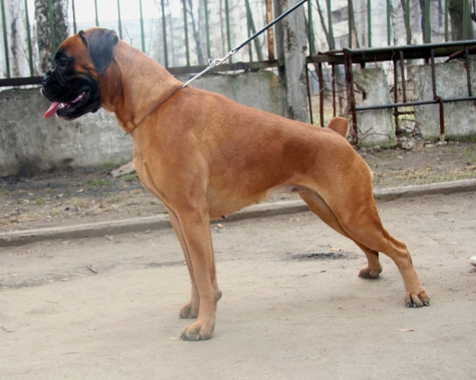 Австралийская овчарка Блю Мерль