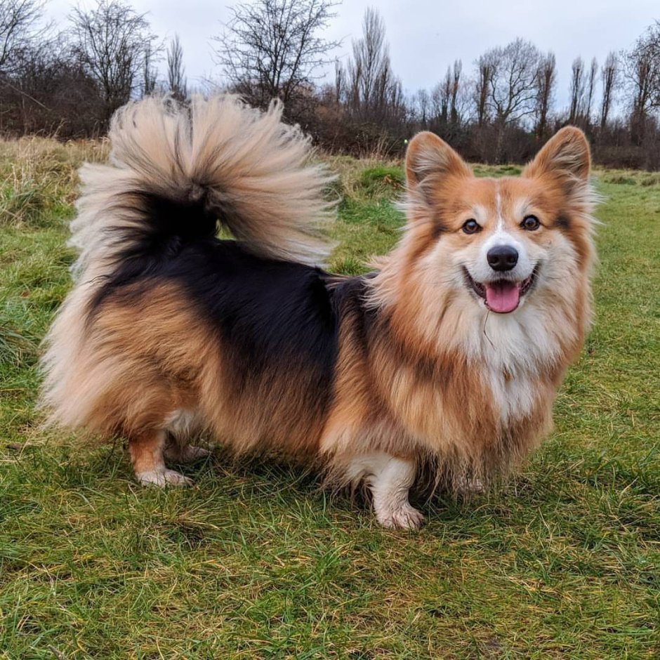 Вельш корги пемброк с хвостом