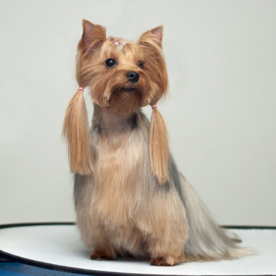 Французский бульдог кобель