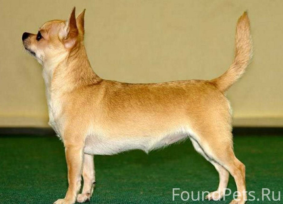 Вельш корги пемброк флаффи