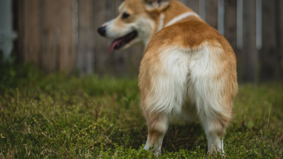 Вельш корги пемброк сзади