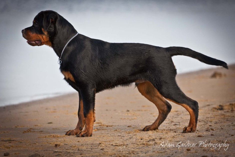 Американский ротвейлер