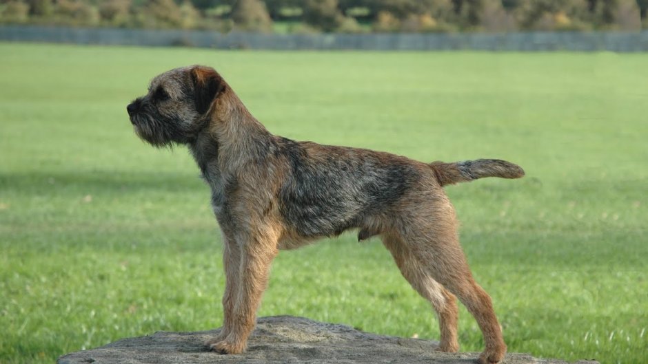 Золотой ротвейлер собака