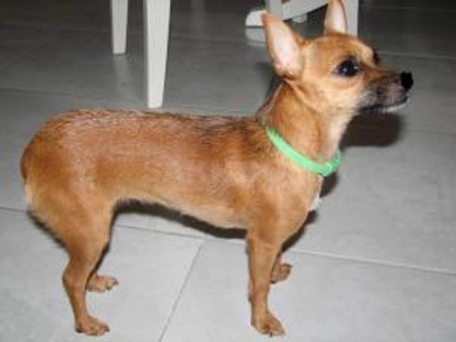 Африканская лайка басенджи