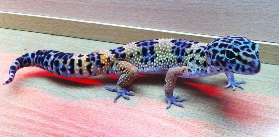 Caiman Lizard
