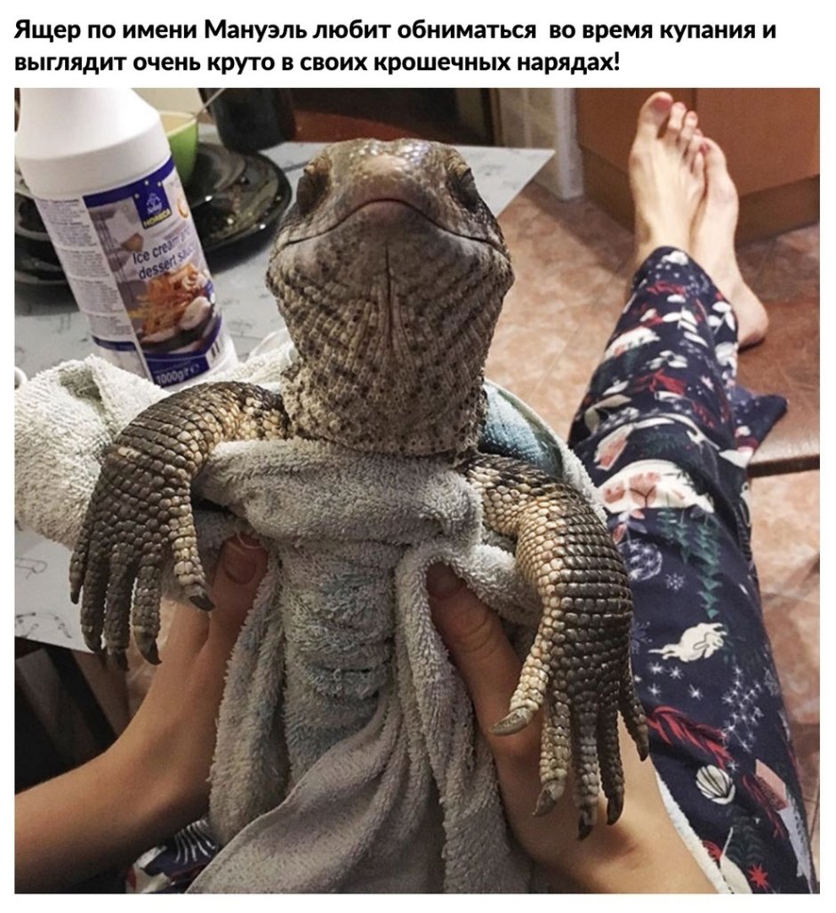 Голова ящерицы