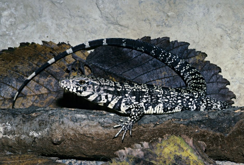 Tupinambis merianae