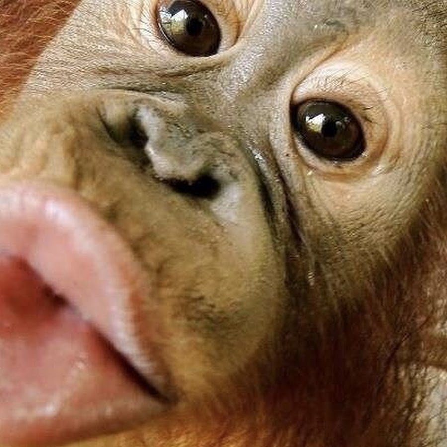 Обезьянка Джимми