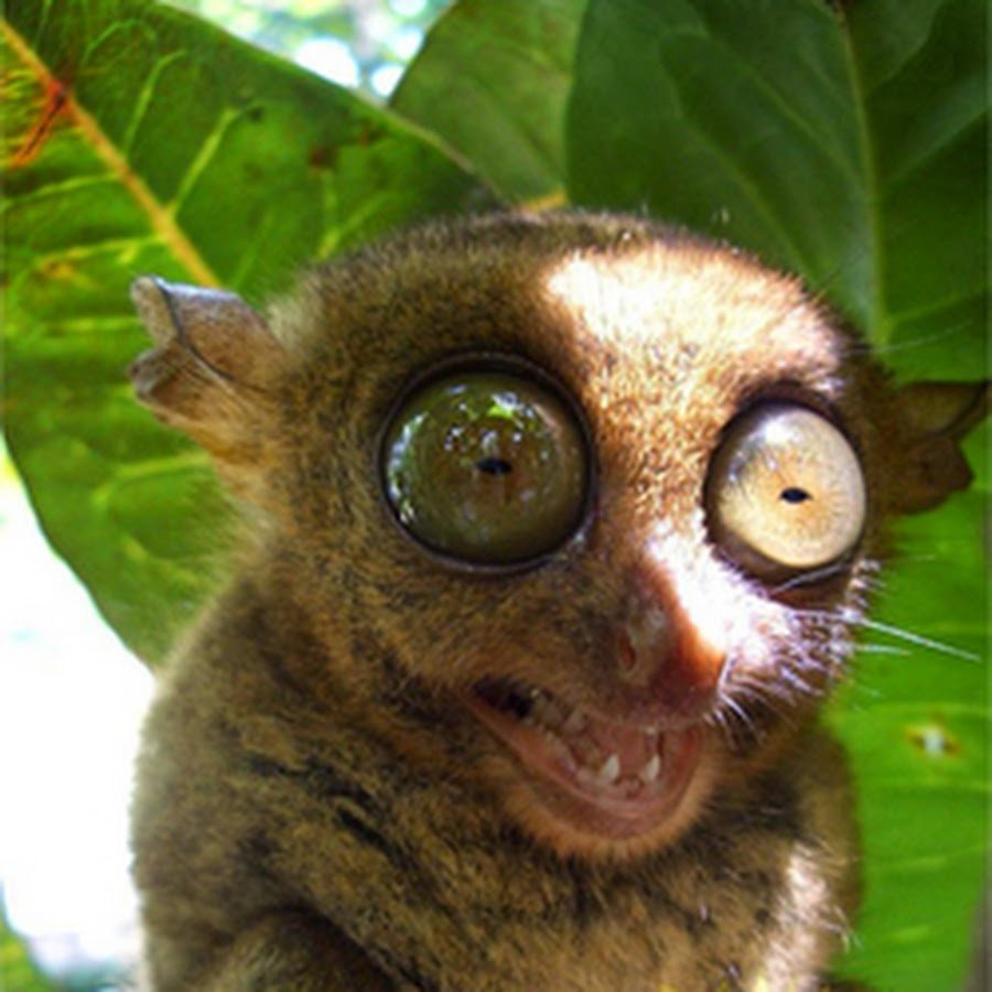 Глазастая обезьянка