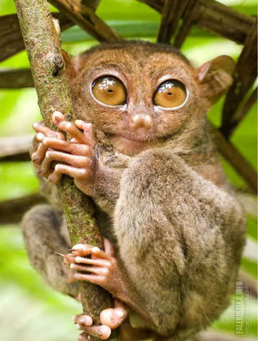 Суматранский долгопят