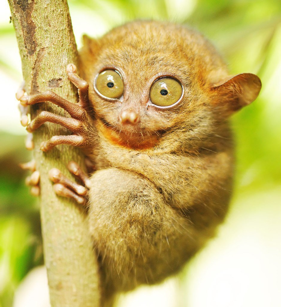 Красномордая обезьяна