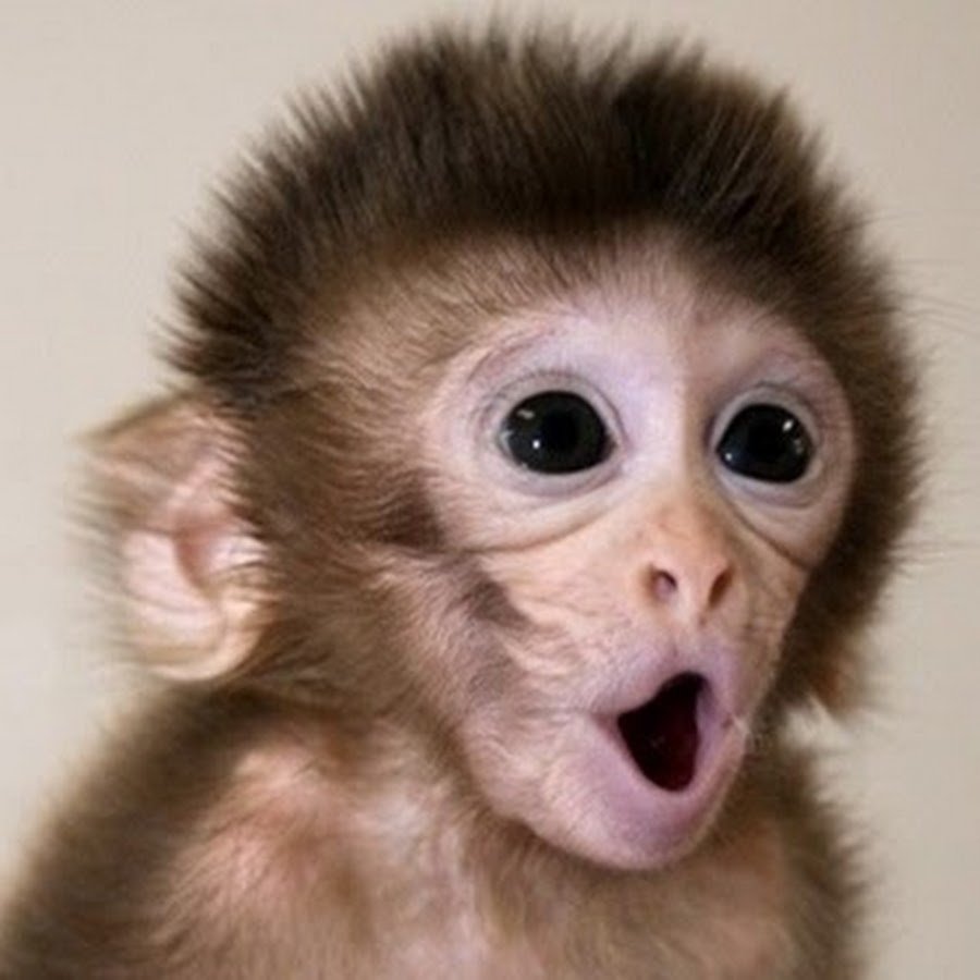 Поцелуй обезьяны