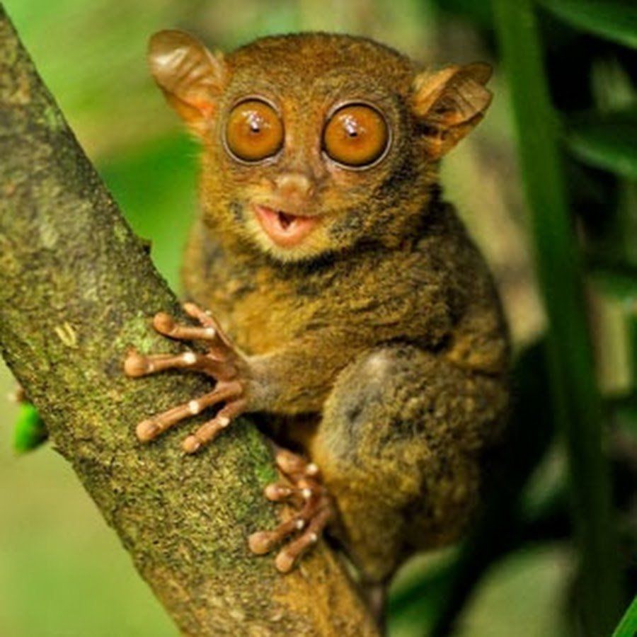 Мадагаскарский долгопят