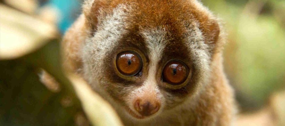 Мадагаскарский лемур Лори