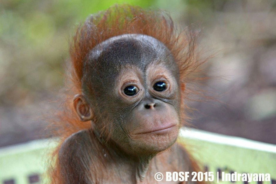 Мокрая обезьянка