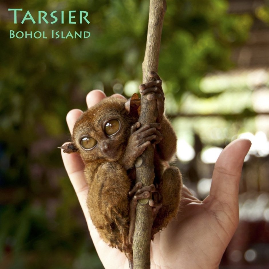 Лемур Лори домашний