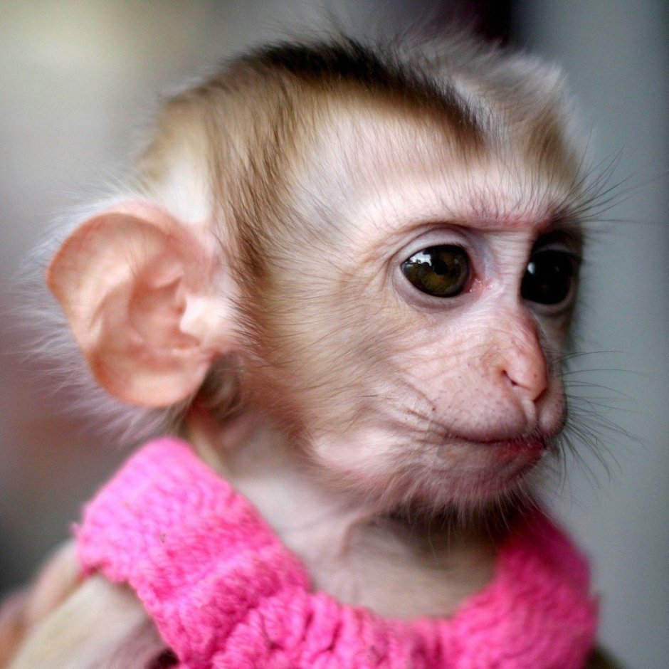 Пучеглазый долгопят