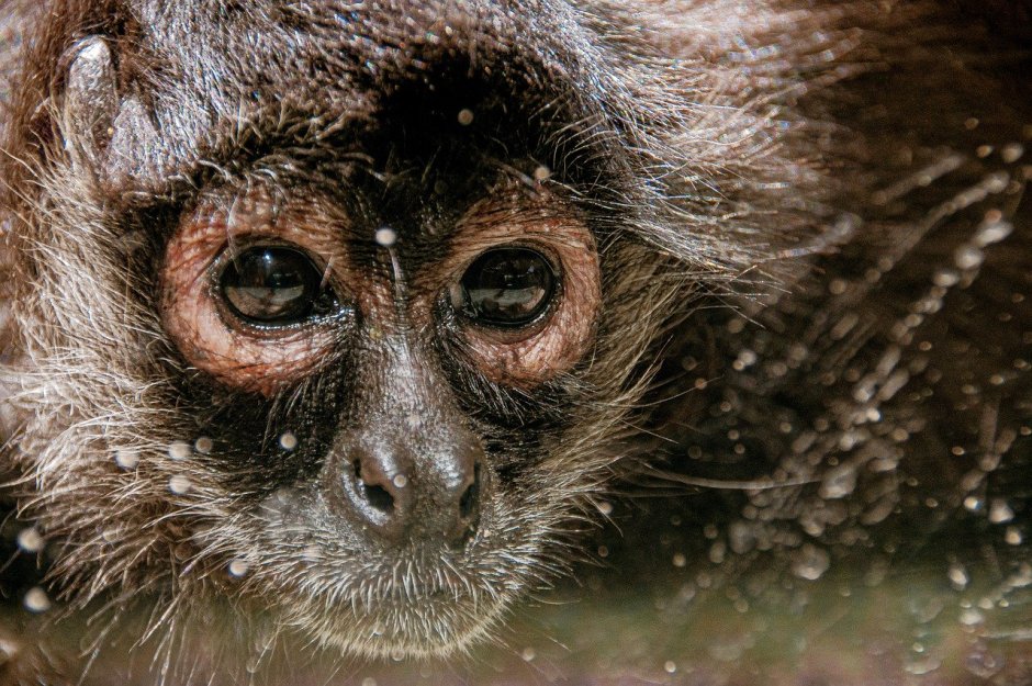 Глаза приматов