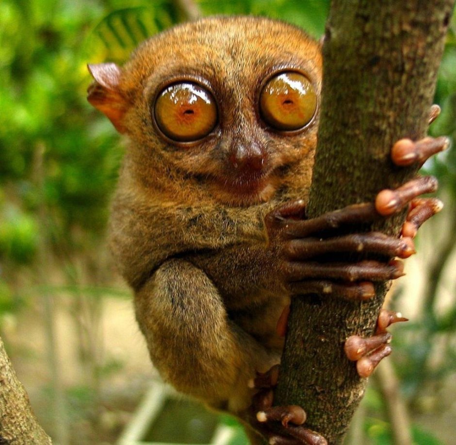 Сумчатый долгопят