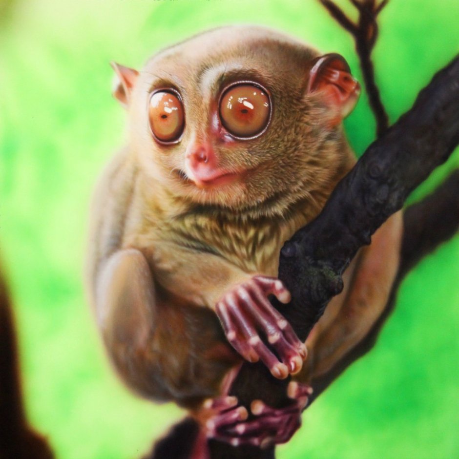 Удивленный Лори