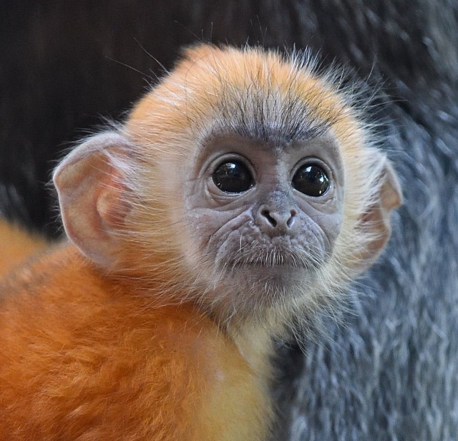 Очковый тонкотел