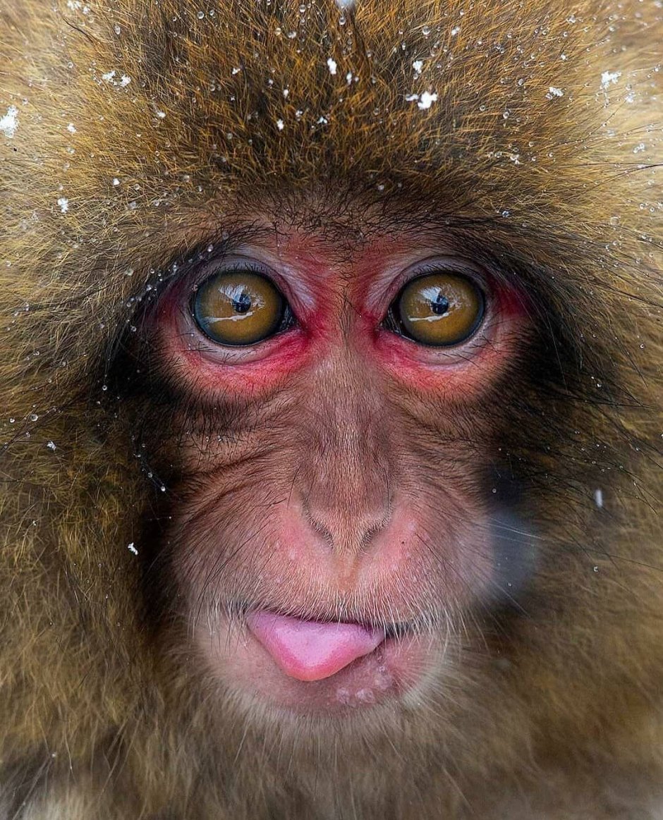 Глаза обезьяны