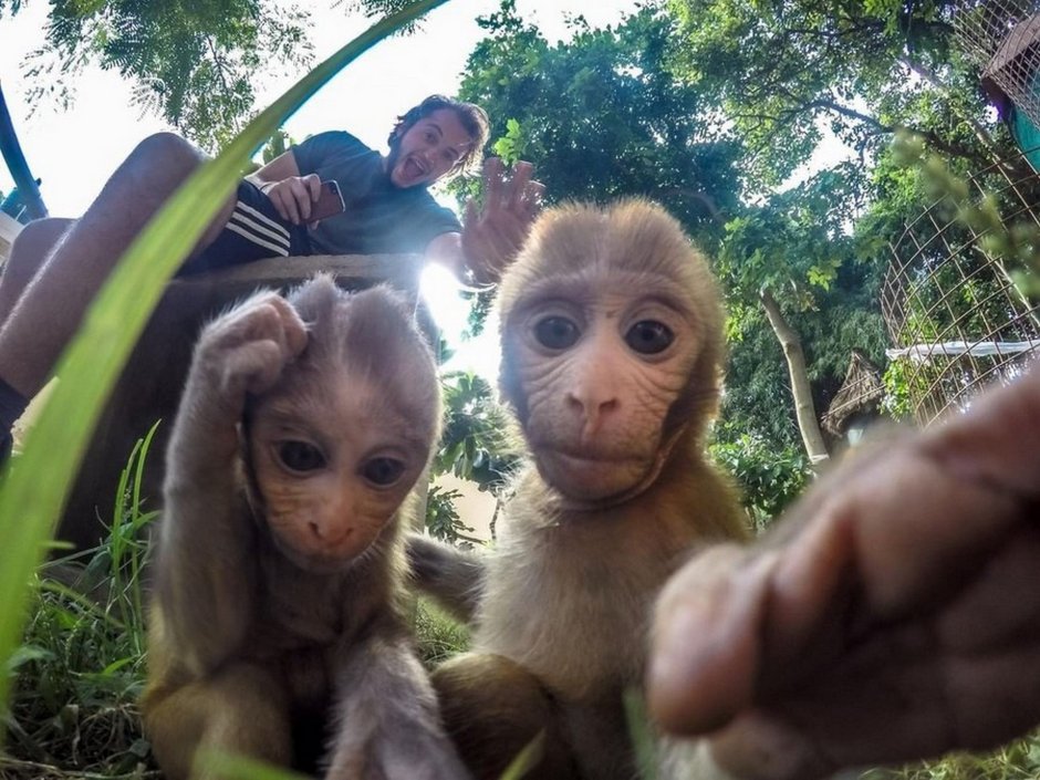 Обезьянка с накрашенными ногтями