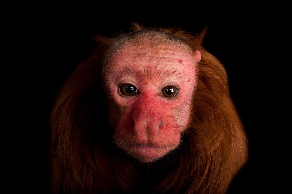 Лемур долгопят