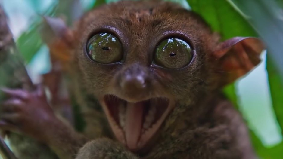 Лори долгопят