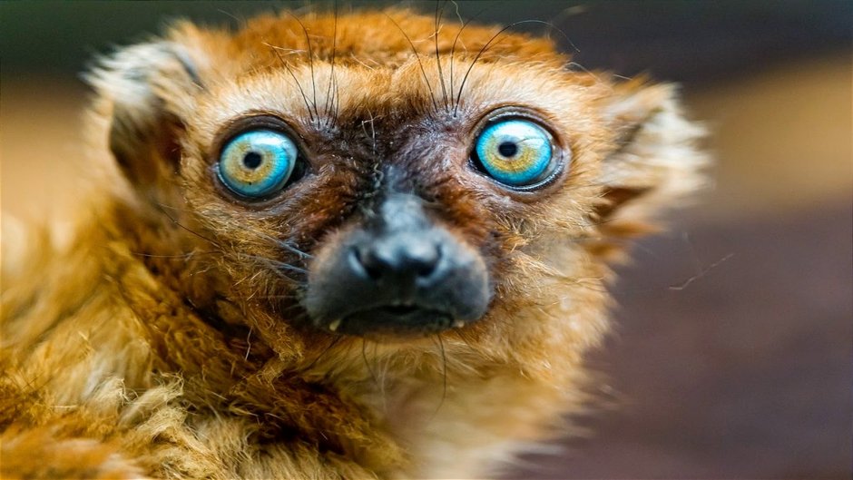 Обезьяна с очками