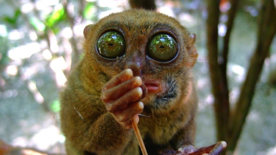 Артем долгопят