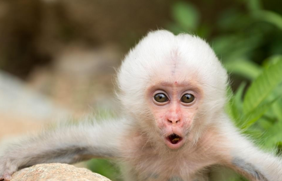 Рокселланов ринопитек альбинос