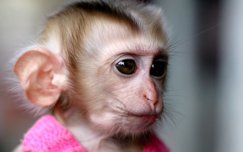 Обезьянка с круглыми глазами