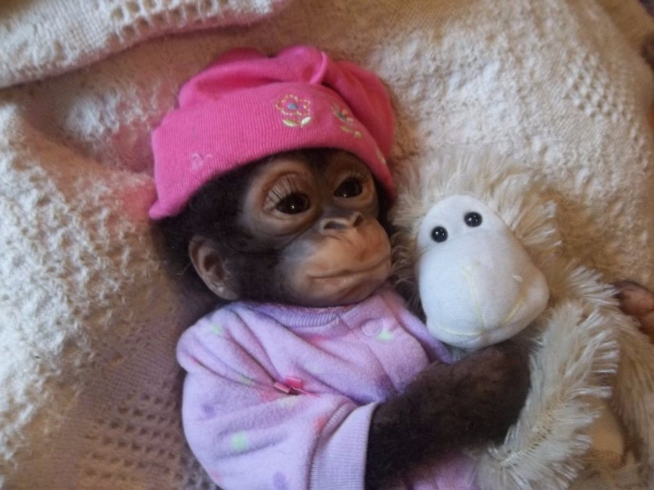 Мадагаскарский долгопят