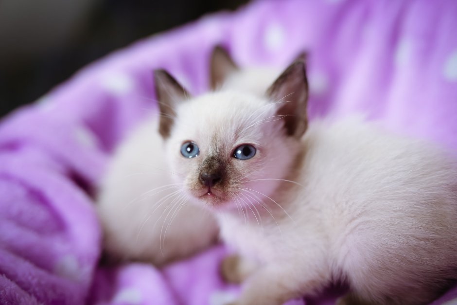 Сиамская кошка белая