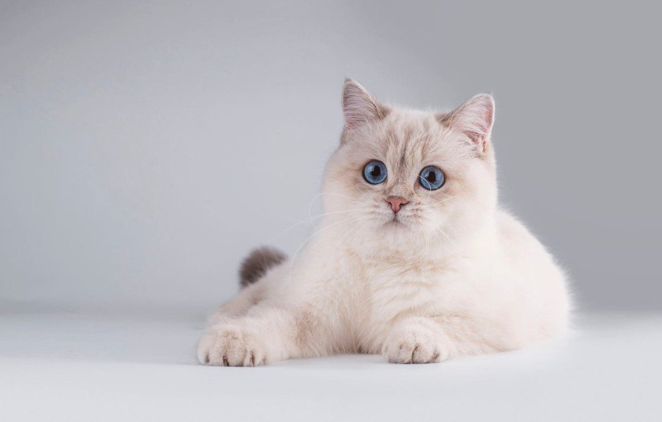 Невская маскарадная кошка