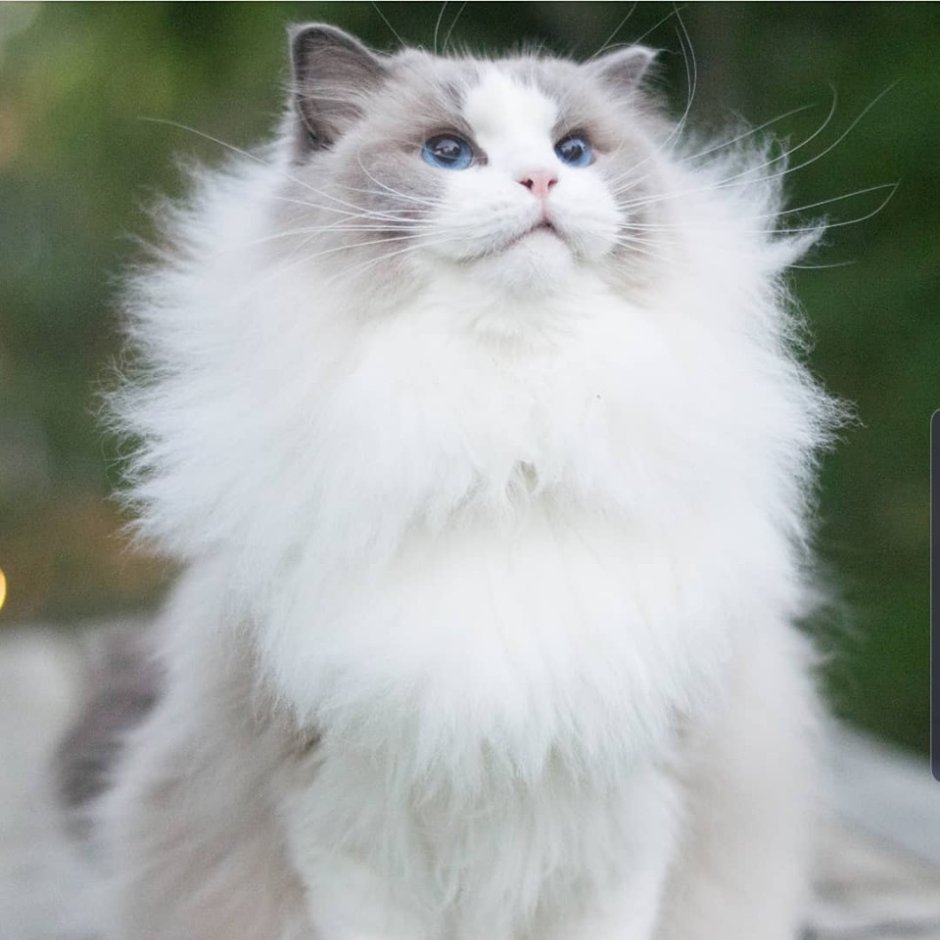 Кошка Аврора Рэгдолл