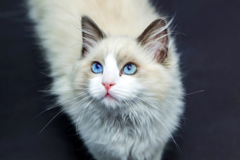 Рэгдолл кошка белая