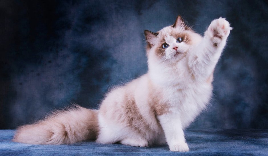 Рэгдолл кошка