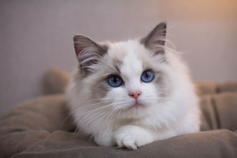 Котята Рэгдолл Беларусь