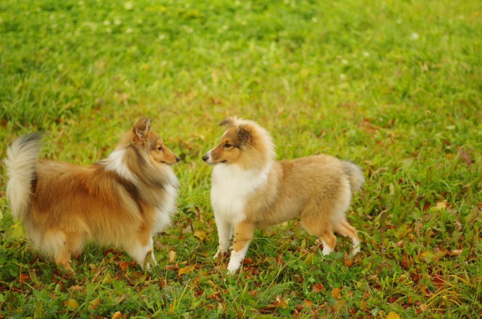 Шелти колли+корги
