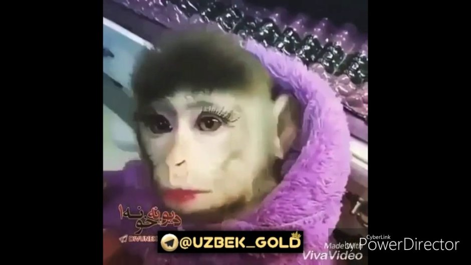Бешеный орангутанг