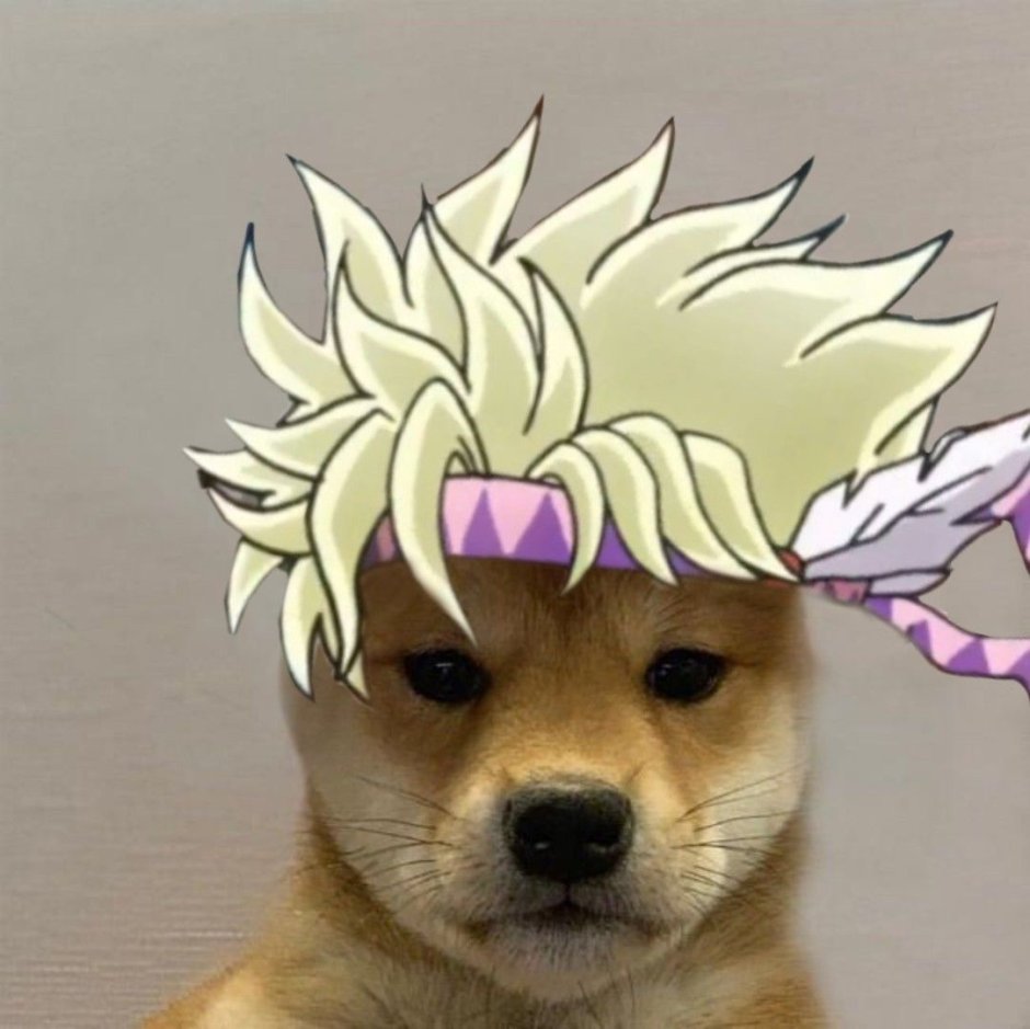 Собака Джо Джо ава