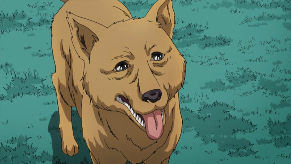 Собака Джонни Джоджо